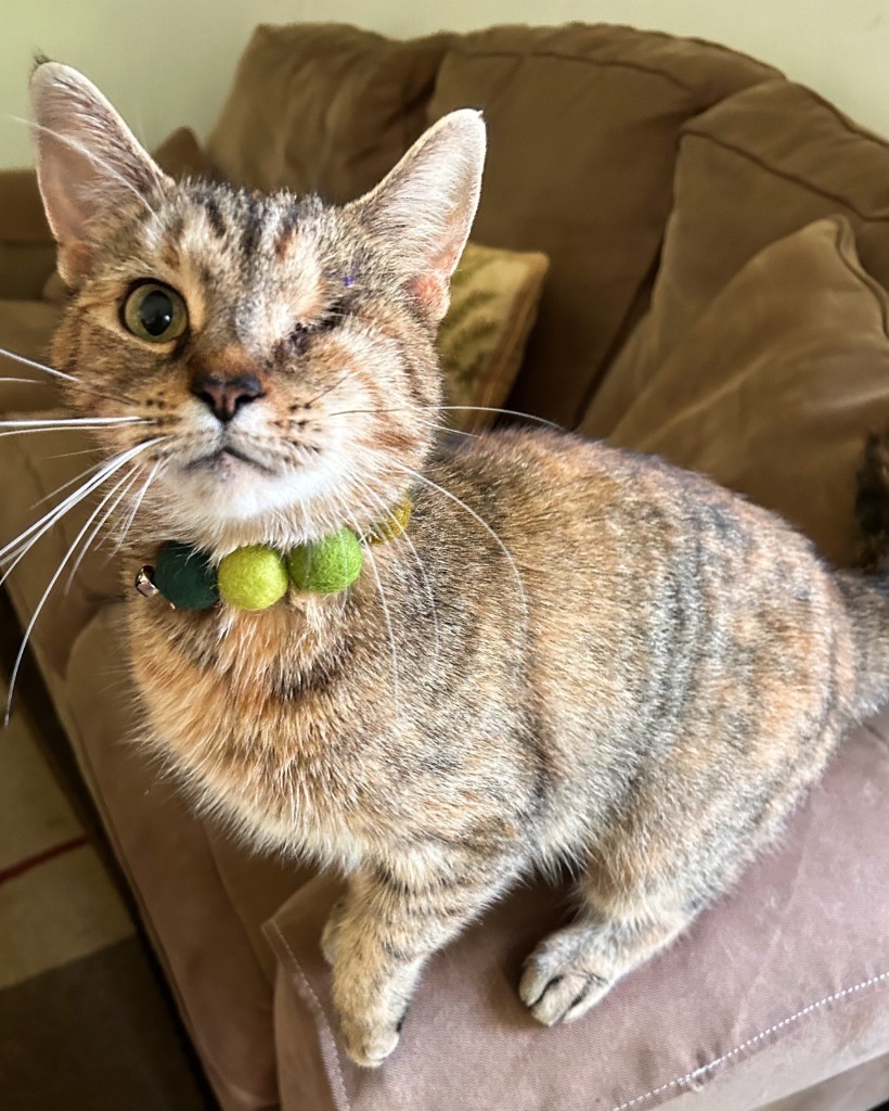 Hattie, an adoptable Domestic Short Hair in Brainardsville, NY, 12915 | Photo Image 1