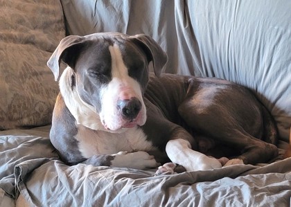 Tobye, an adoptable Pit Bull Terrier, Mixed Breed in Pendleton, OR, 97801 | Photo Image 1