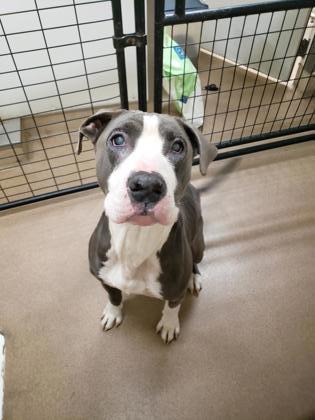 Tobye, an adoptable Pit Bull Terrier, Mixed Breed in Pendleton, OR, 97801 | Photo Image 2