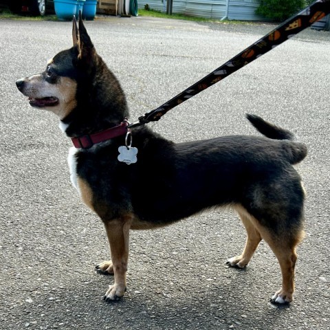 Grace, an adoptable Corgi in Corvallis, OR, 97330 | Photo Image 8