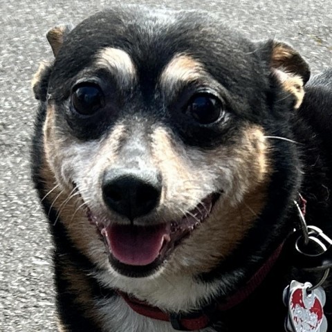 Grace, an adoptable Corgi in Corvallis, OR, 97330 | Photo Image 9