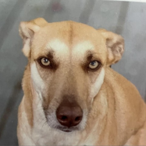 Suerte, an adoptable Labrador Retriever in Corvallis, OR, 97330 | Photo Image 2