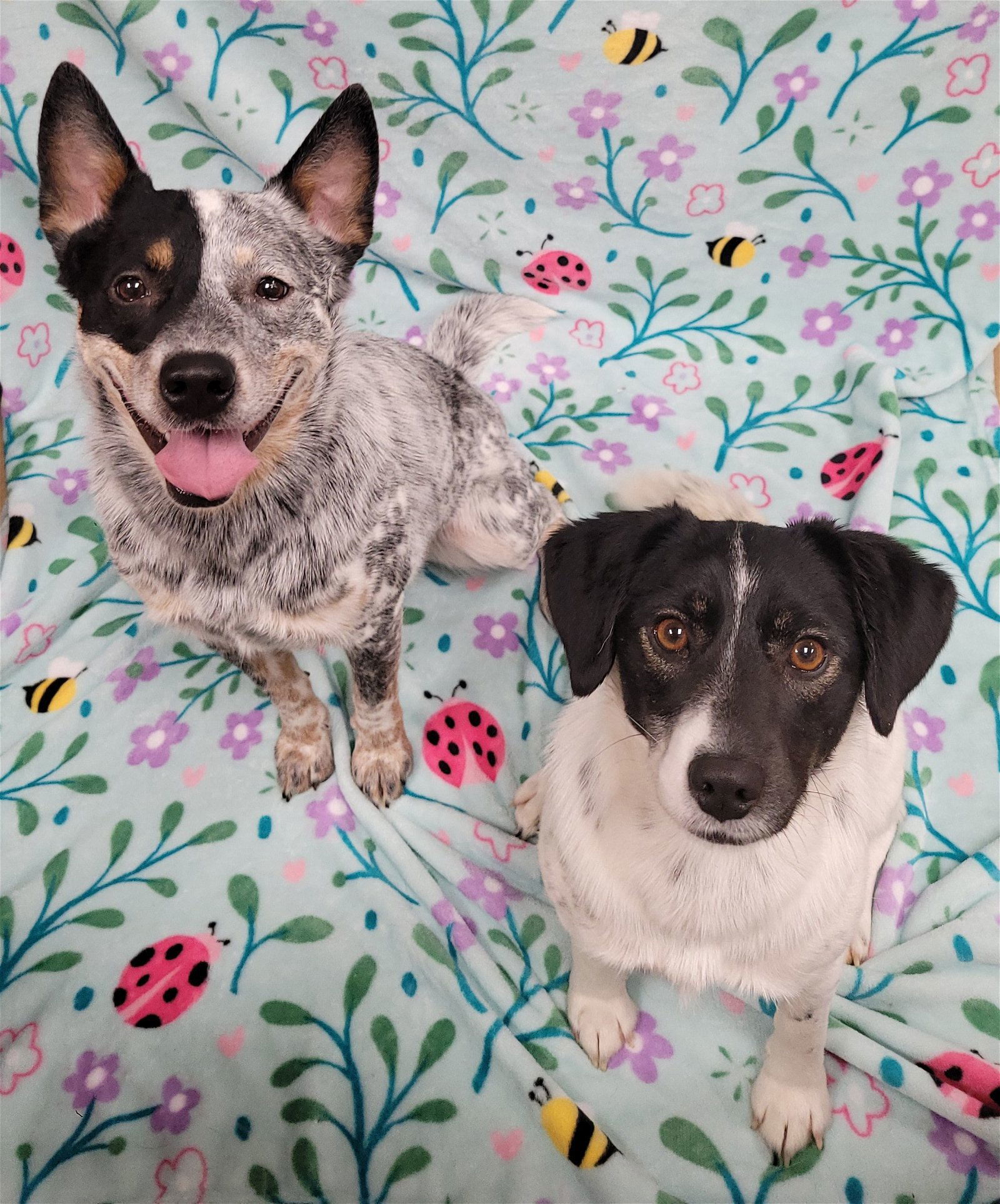Teddy & Lisa BONDED PAIR ***COURTESY POST***, an adoptable Australian Cattle Dog / Blue Heeler in Gates Mills, OH, 44040 | Photo Image 1