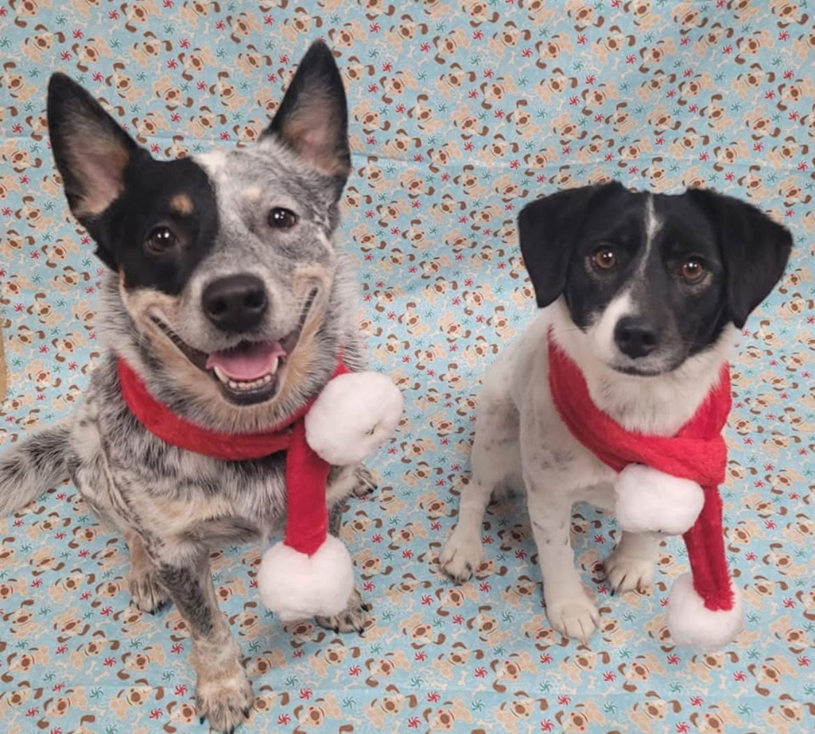 Teddy & Lisa BONDED PAIR ***COURTESY POST***, an adoptable Australian Cattle Dog / Blue Heeler in Gates Mills, OH, 44040 | Photo Image 2