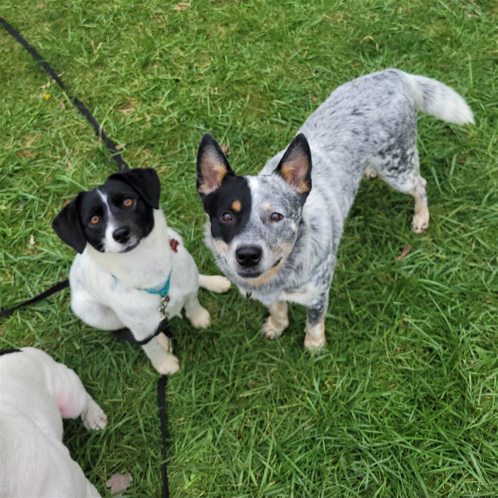 Teddy & Lisa BONDED PAIR ***COURTESY POST***, an adoptable Australian Cattle Dog / Blue Heeler in Gates Mills, OH, 44040 | Photo Image 3