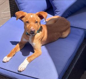 Cheerio, Baby Male Hound