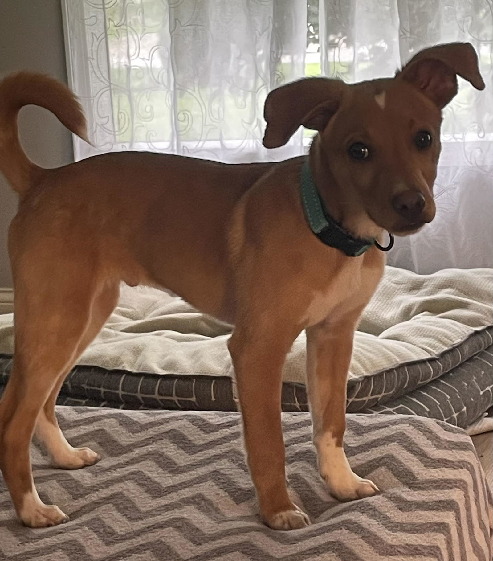 Cheerio, an adoptable Hound, Chihuahua in Gates Mills, OH, 44040 | Photo Image 3