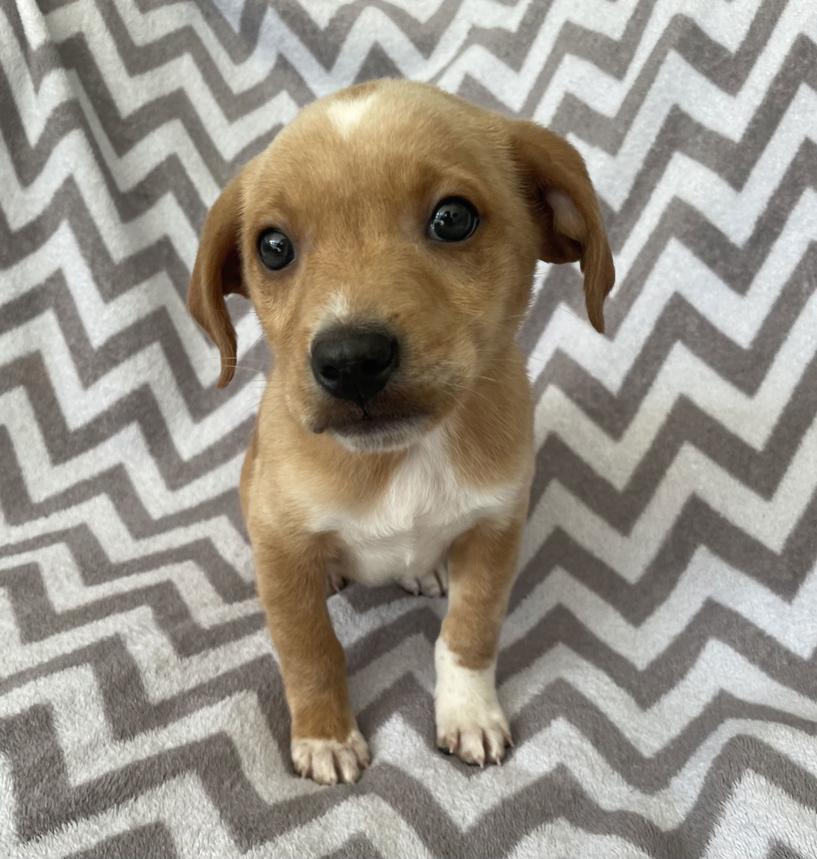 Cheerio, an adoptable Hound, Chihuahua in Gates Mills, OH, 44040 | Photo Image 4