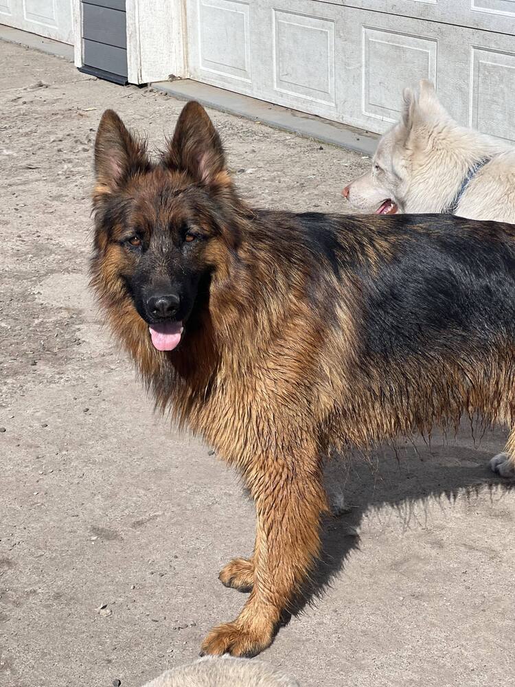 Titan *READ ENTIRE DESCRIPTION*, an adoptable German Shepherd Dog in Spokane, WA, 99205 | Photo Image 1