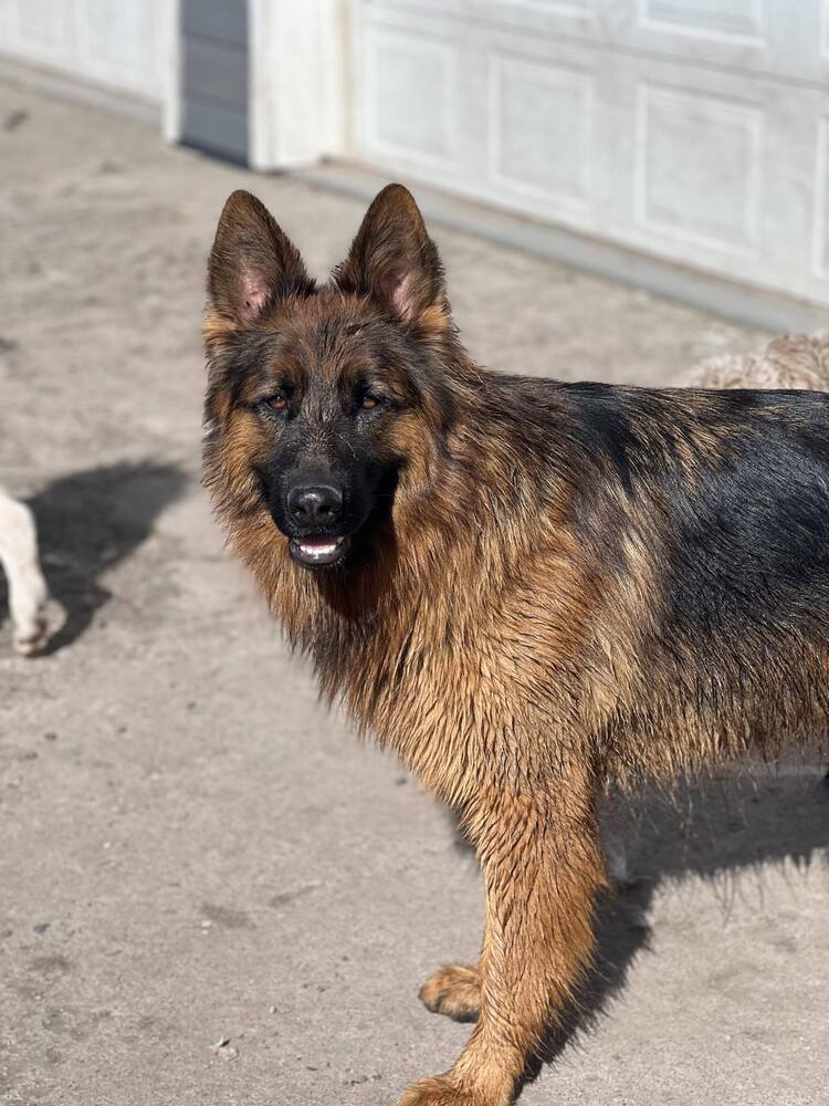 Titan *READ ENTIRE DESCRIPTION*, an adoptable German Shepherd Dog in Spokane, WA, 99205 | Photo Image 2