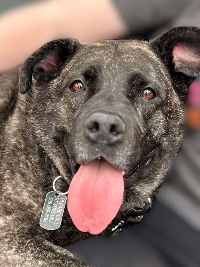 Bri *READ ENTIRE DESCRIPTION*, an adoptable Mixed Breed in Spokane, WA, 99205 | Photo Image 1