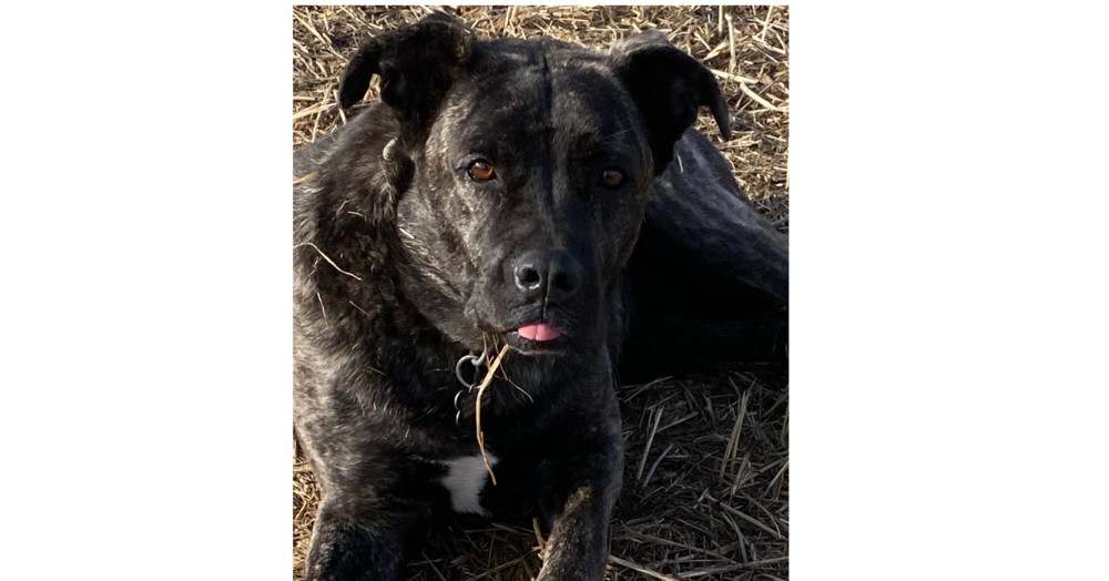 Bri *READ ENTIRE DESCRIPTION*, an adoptable Mixed Breed in Spokane, WA, 99205 | Photo Image 2