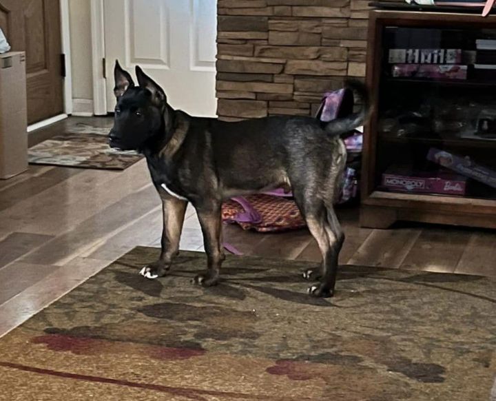Jango 1