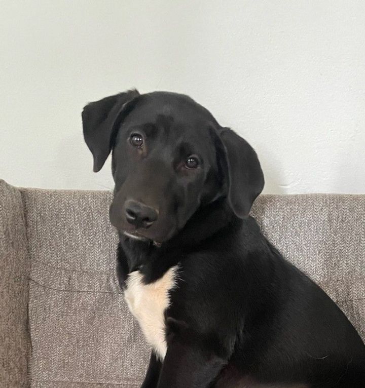 Hera 1