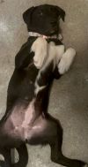 Hera photo 2