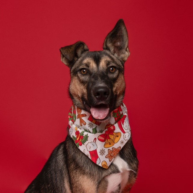 Anchovy, an adoptable Shepherd in Winnabow, NC, 28479 | Photo Image 2
