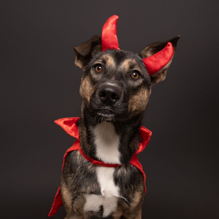 Anchovy, an adoptable Shepherd in Winnabow, NC, 28479 | Photo Image 3
