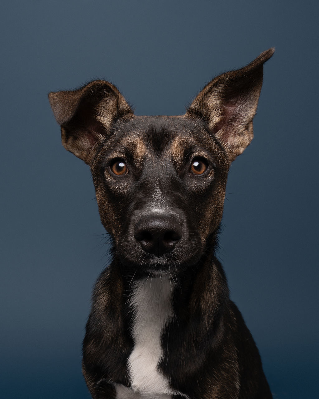 Anchovy, an adoptable Shepherd in Winnabow, NC, 28479 | Photo Image 4
