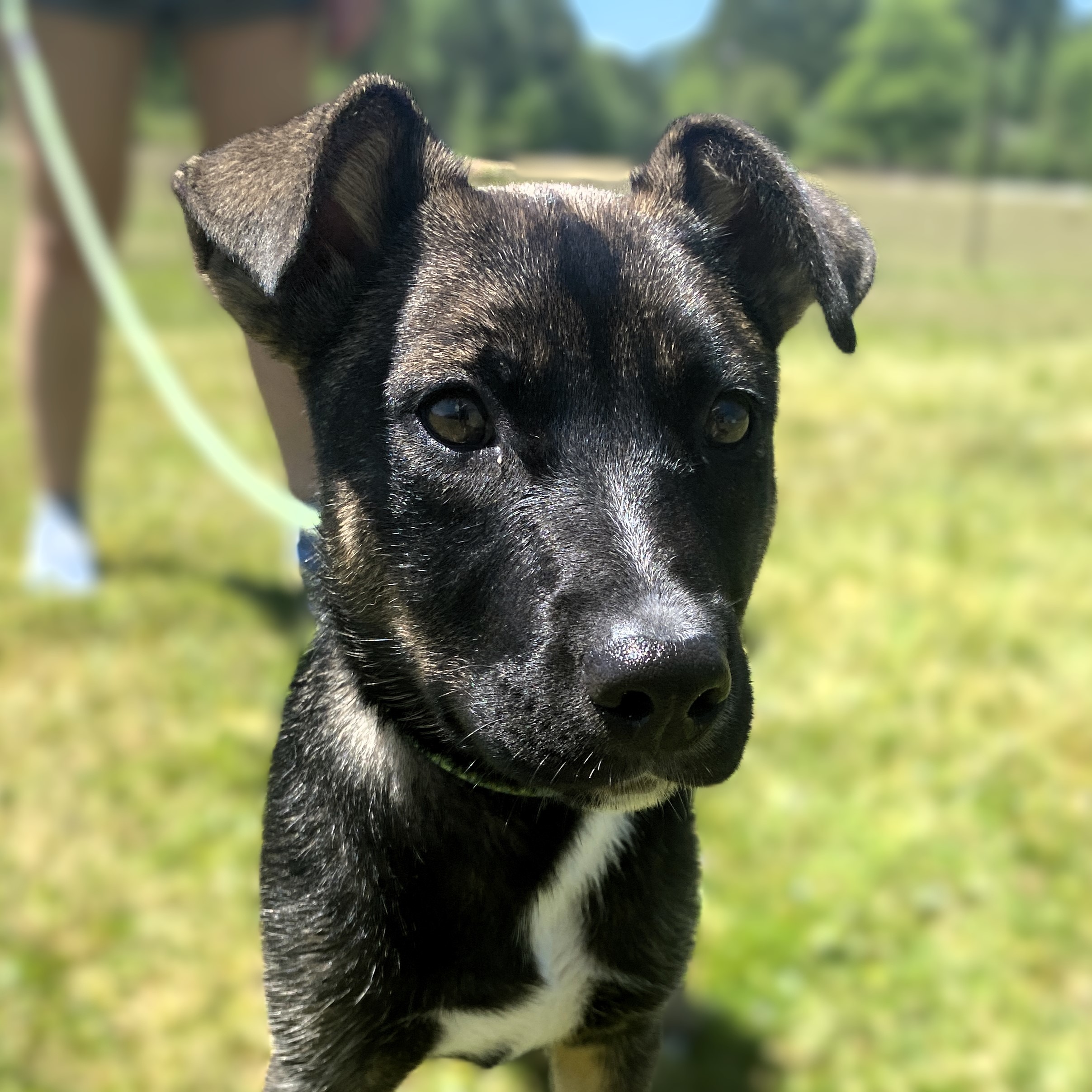 Anchovy, an adoptable Shepherd in Winnabow, NC, 28479 | Photo Image 5