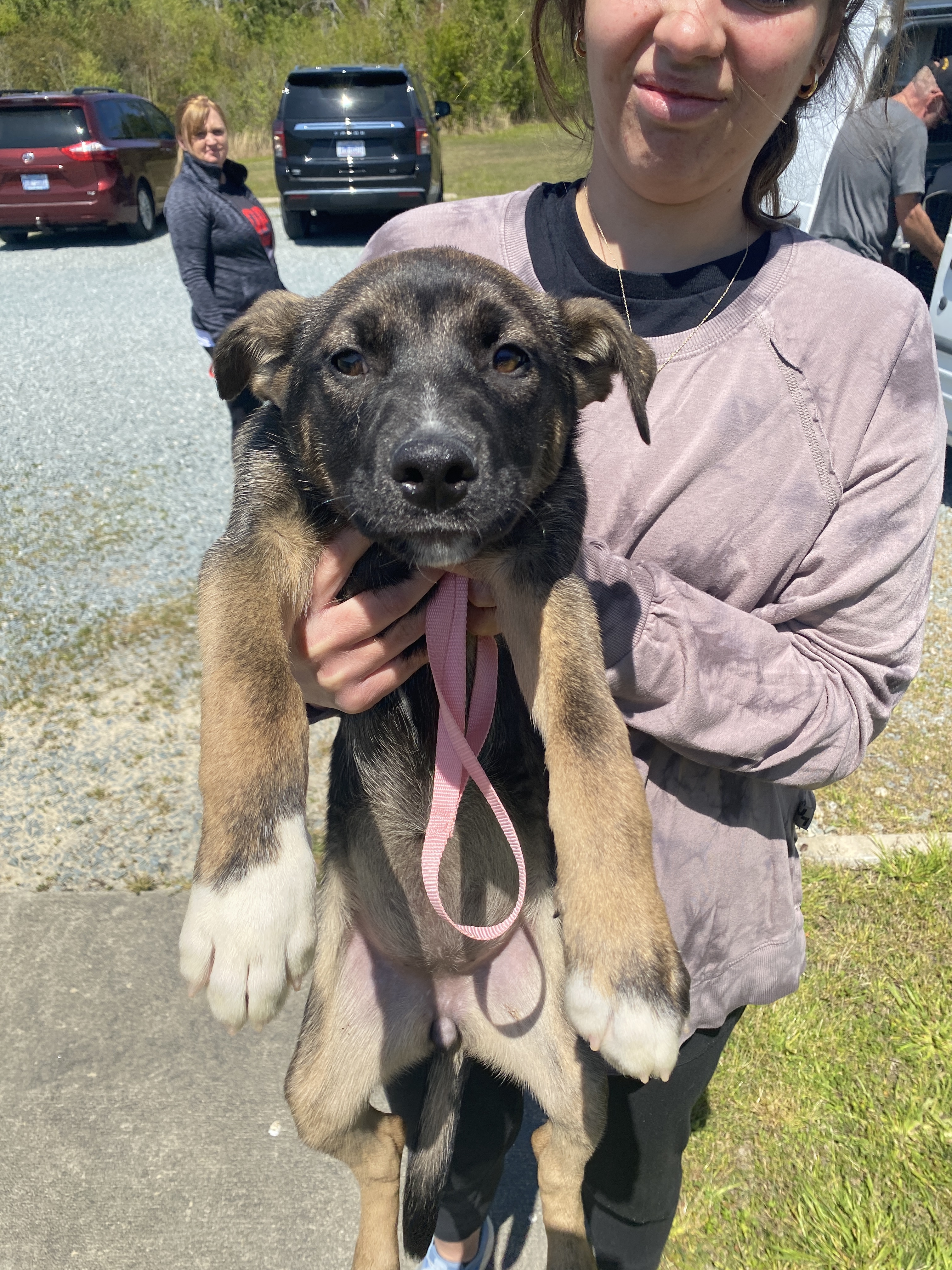 Anchovy, an adoptable Shepherd in Winnabow, NC, 28479 | Photo Image 6