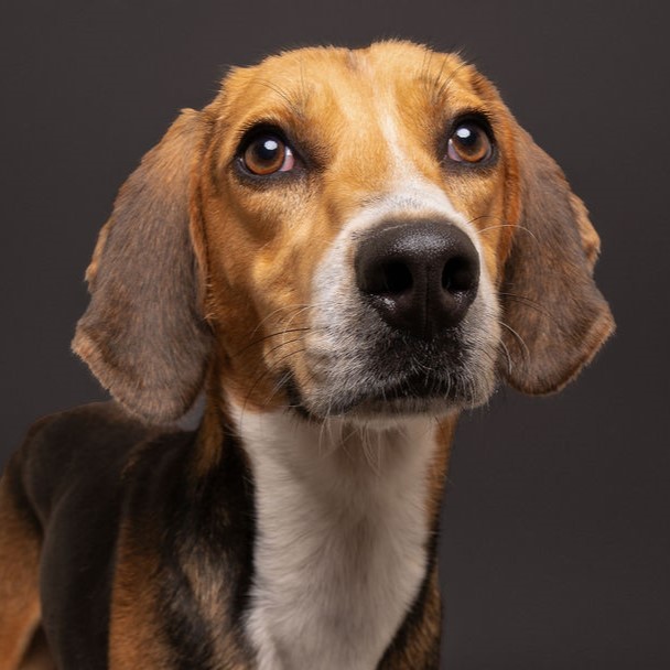 Frisbee, an adoptable Hound in Winnabow, NC, 28479 | Photo Image 3