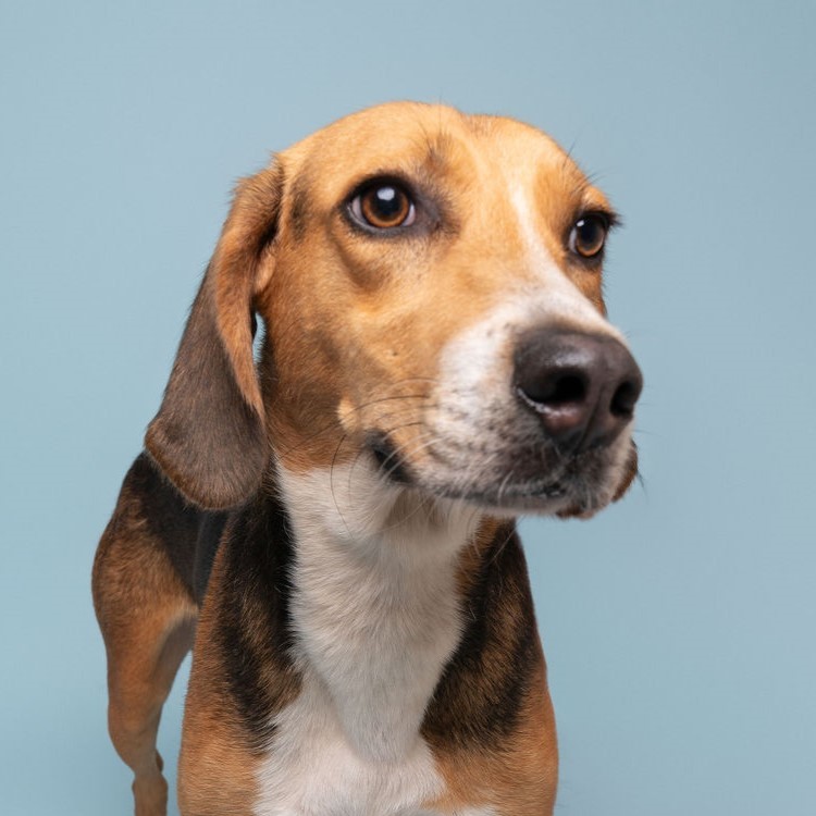 Frisbee, an adoptable Hound in Winnabow, NC, 28479 | Photo Image 4