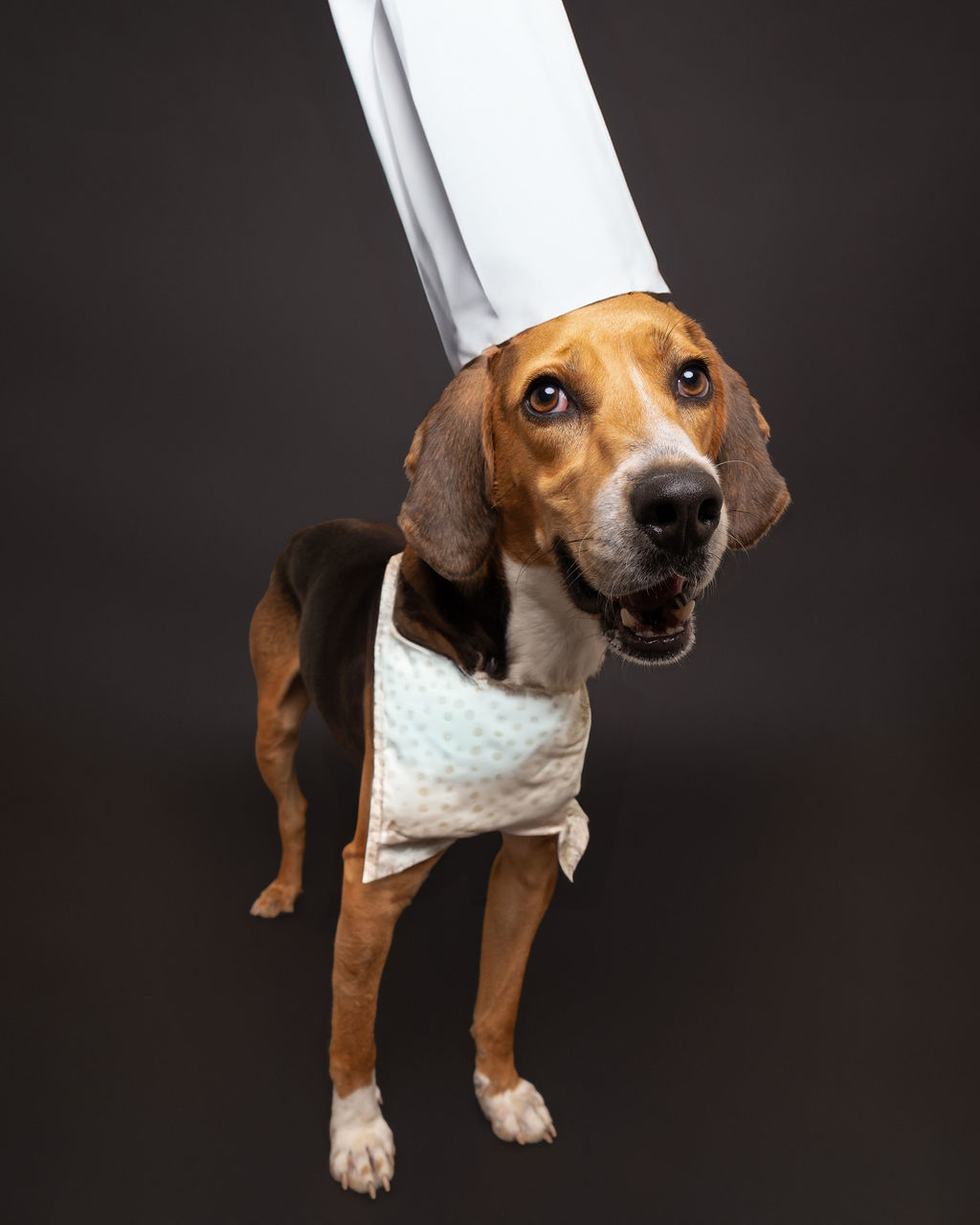 Frisbee, an adoptable Hound in Winnabow, NC, 28479 | Photo Image 5