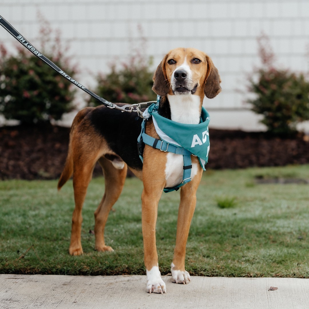 Frisbee, an adoptable Hound in Winnabow, NC, 28479 | Photo Image 6