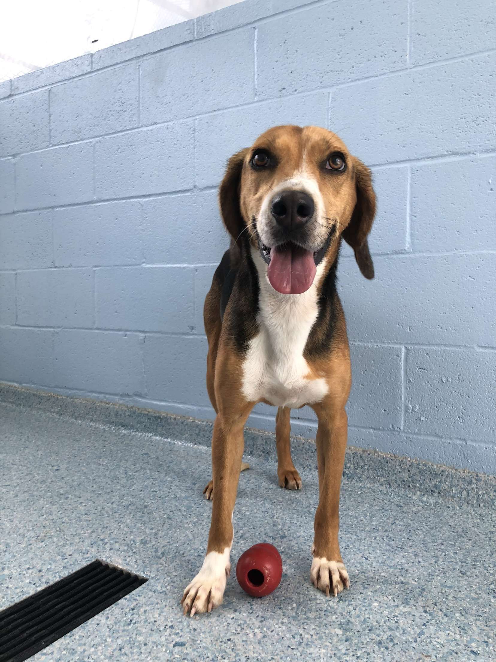 Frisbee, an adoptable Hound in Winnabow, NC, 28479 | Photo Image 7