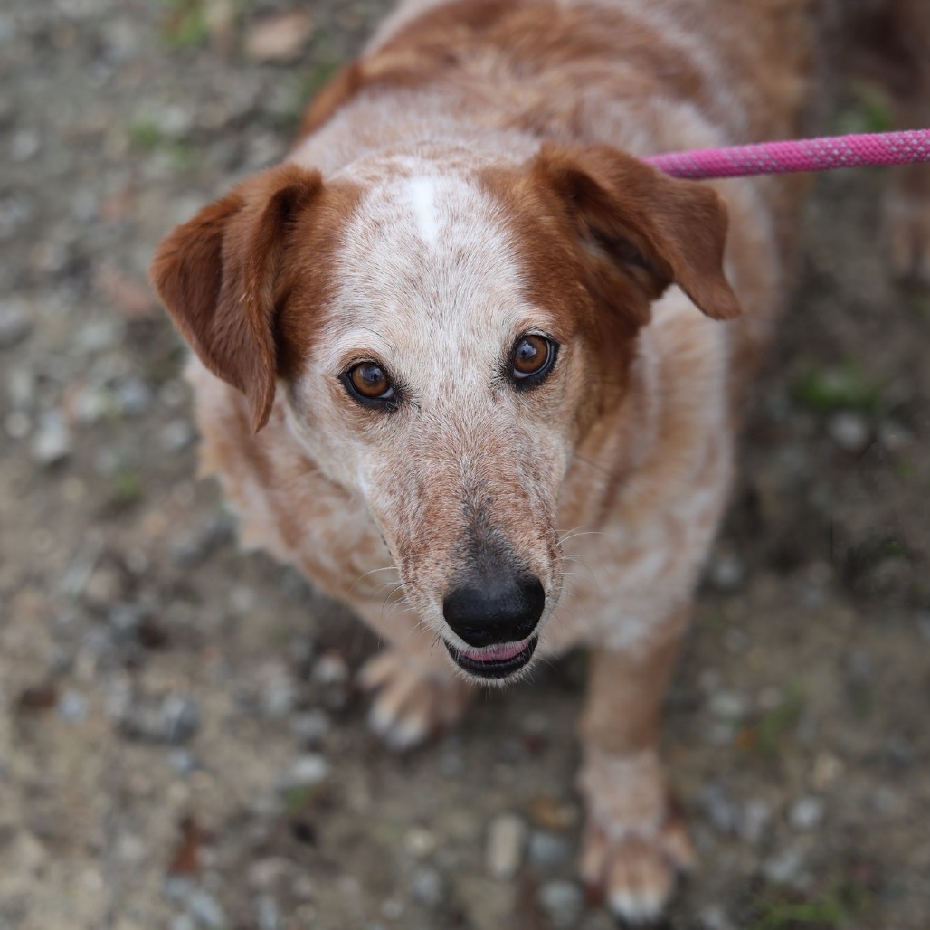 Hank, an adoptable Cattle Dog, Basset Hound in Laurel, MS, 39443 | Photo Image 1