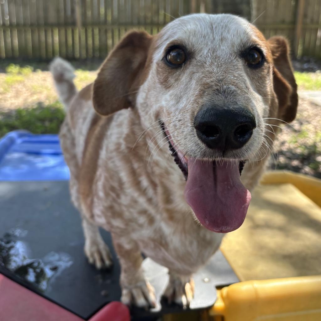 Hank, an adoptable Cattle Dog, Basset Hound in Laurel, MS, 39443 | Photo Image 2