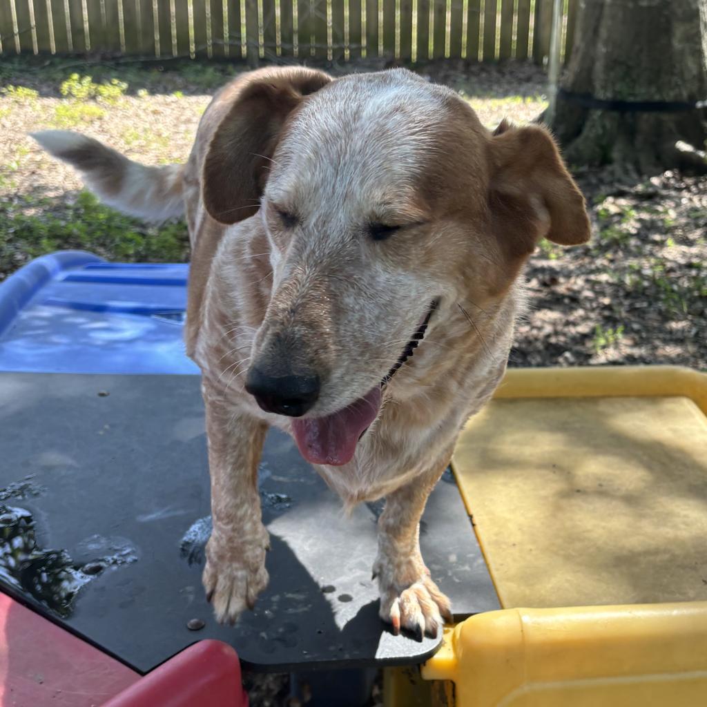 Hank, an adoptable Cattle Dog, Basset Hound in Laurel, MS, 39443 | Photo Image 3