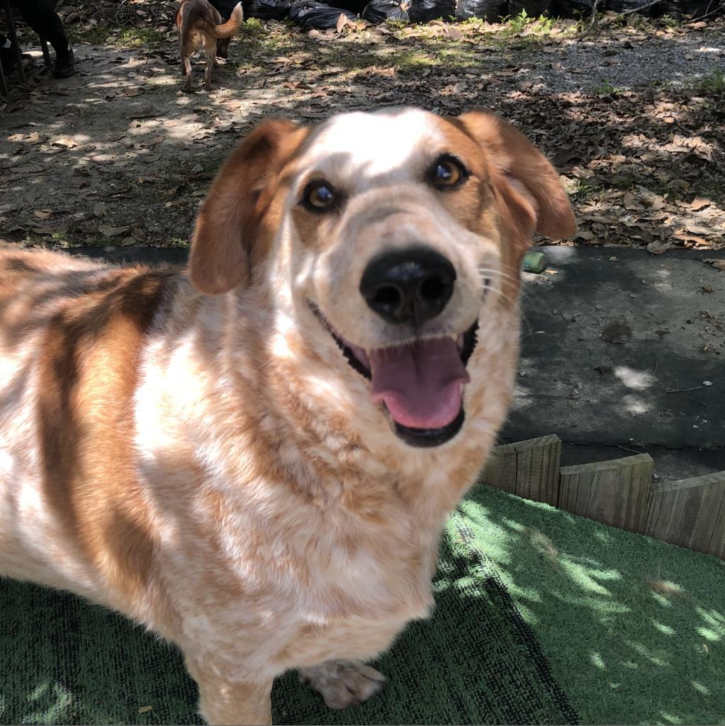 Hank, an adoptable Cattle Dog, Basset Hound in Laurel, MS, 39443 | Photo Image 4