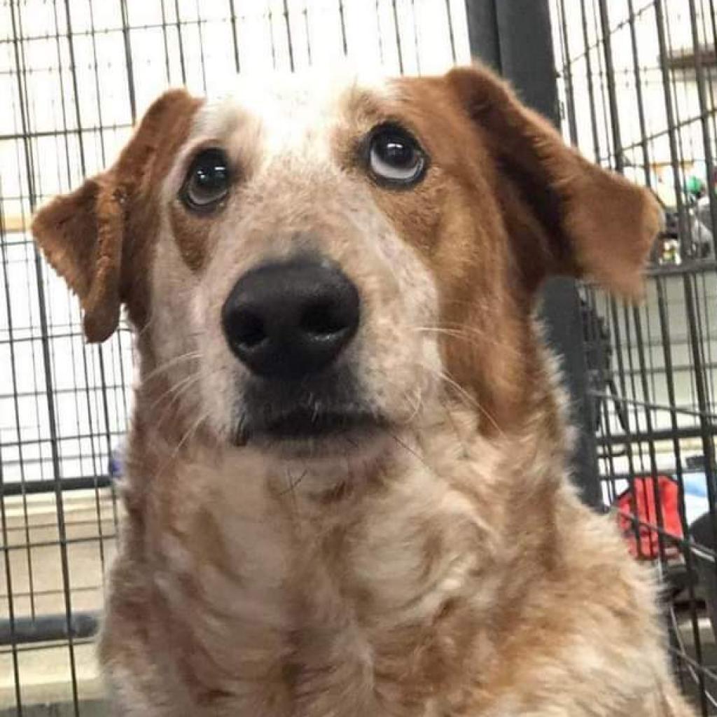 Hank, an adoptable Cattle Dog, Basset Hound in Laurel, MS, 39443 | Photo Image 5