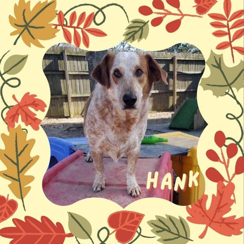 Hank, an adoptable Cattle Dog, Basset Hound in Laurel, MS, 39443 | Photo Image 6