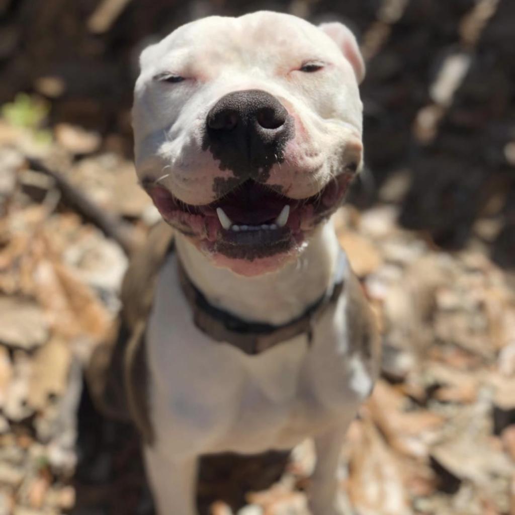 Zoob, an adoptable Pit Bull Terrier in Laurel, MS, 39443 | Photo Image 1