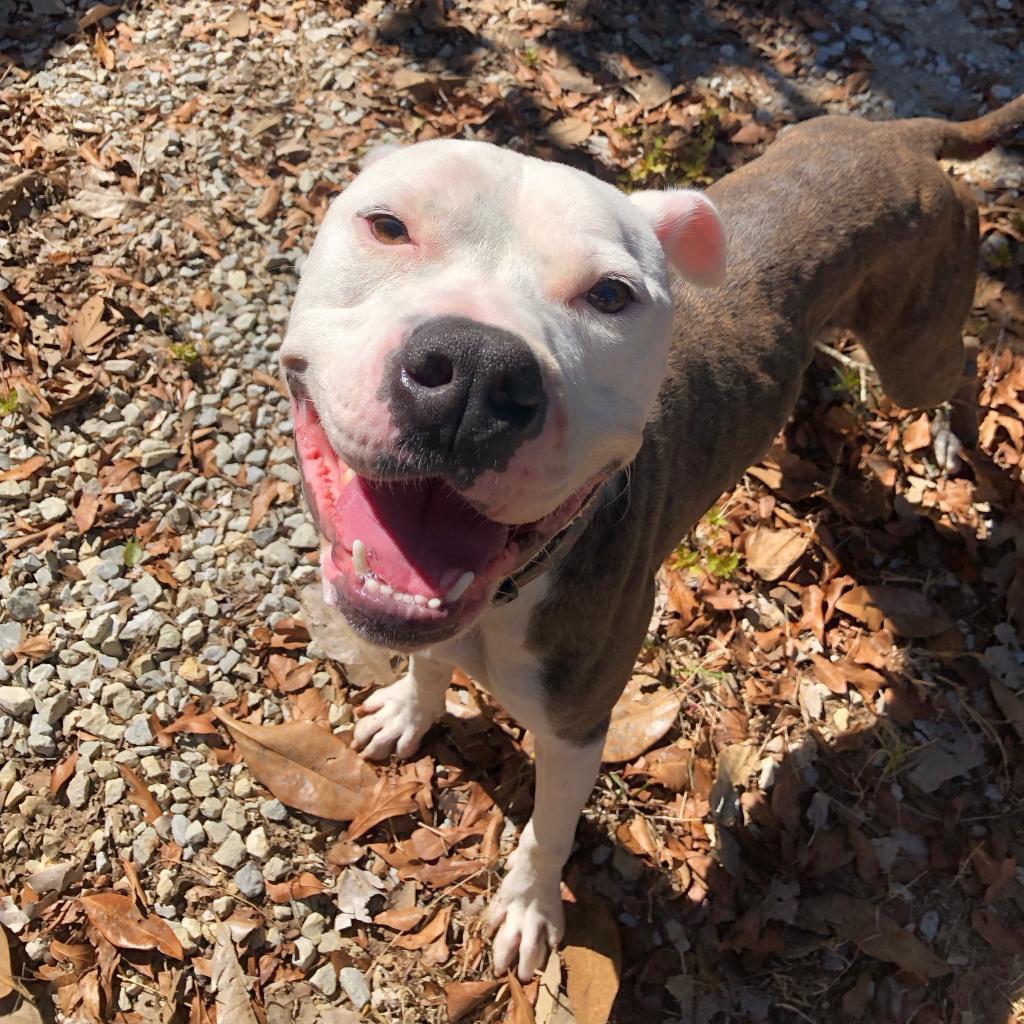 Zoob, an adoptable Pit Bull Terrier in Laurel, MS, 39443 | Photo Image 2