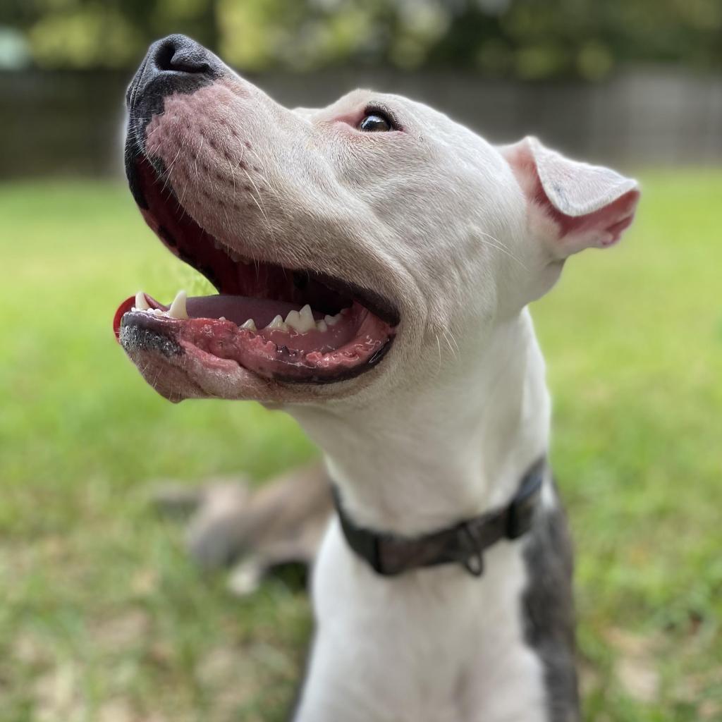 Zoob, an adoptable Pit Bull Terrier in Laurel, MS, 39443 | Photo Image 3