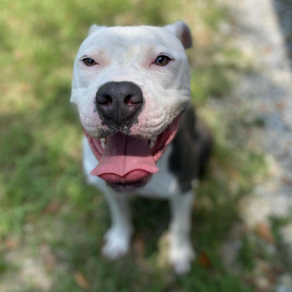 Zoob, an adoptable Pit Bull Terrier in Laurel, MS, 39443 | Photo Image 4