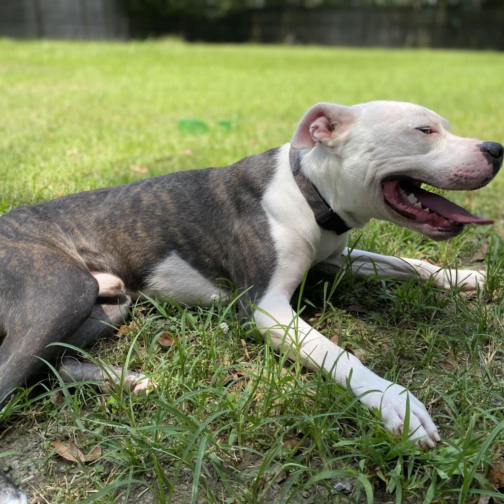 Zoob, an adoptable Pit Bull Terrier in Laurel, MS, 39443 | Photo Image 5