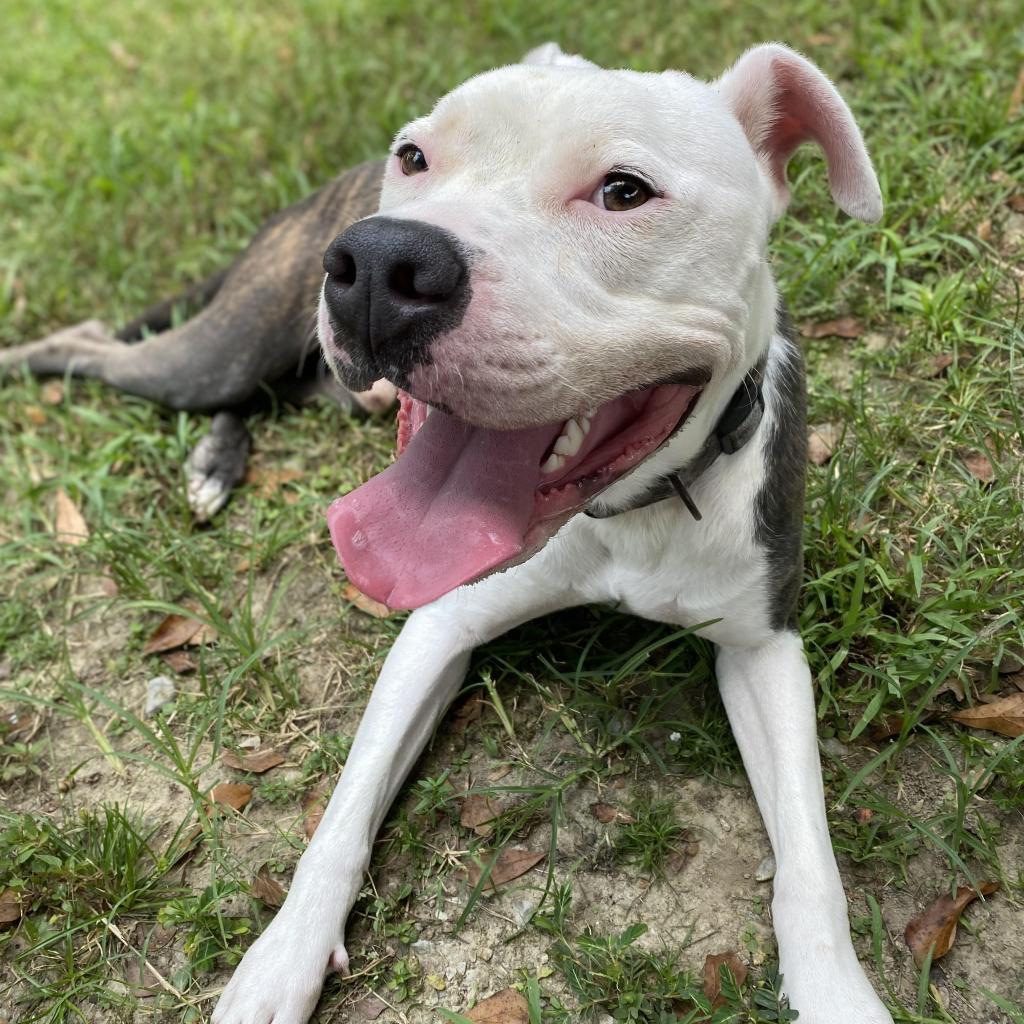 Zoob, an adoptable Pit Bull Terrier in Laurel, MS, 39443 | Photo Image 6