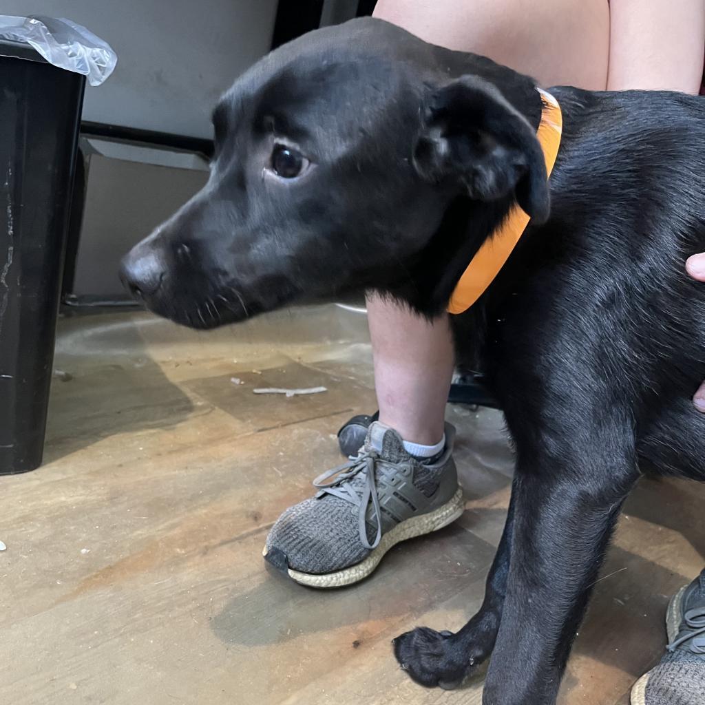 Mango, an adoptable Labrador Retriever in Laurel, MS, 39443 | Photo Image 1