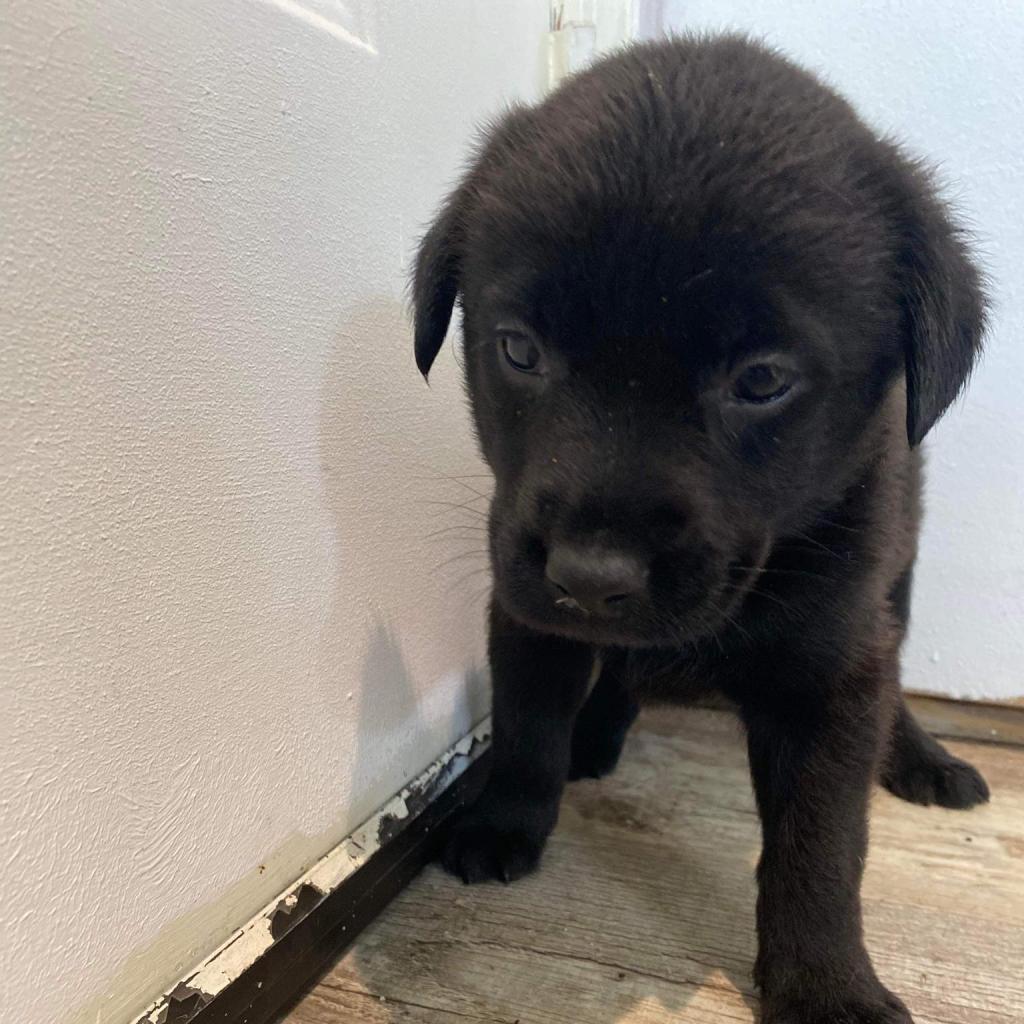 Mango, an adoptable Labrador Retriever in Laurel, MS, 39443 | Photo Image 3