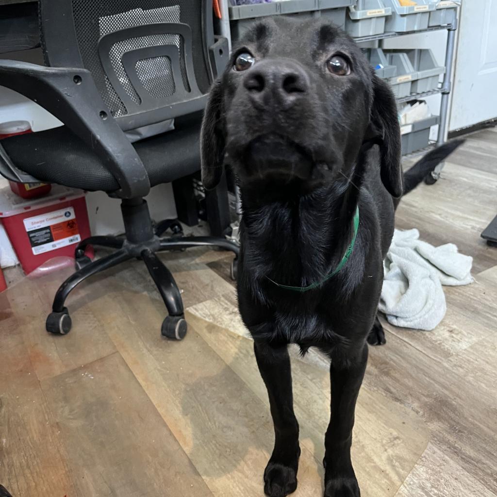 Kiwi, an adoptable Labrador Retriever in Laurel, MS, 39443 | Photo Image 1