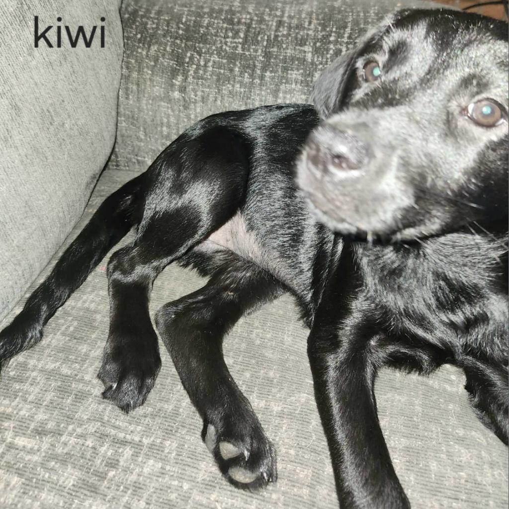 Kiwi, an adoptable Labrador Retriever in Laurel, MS, 39443 | Photo Image 2