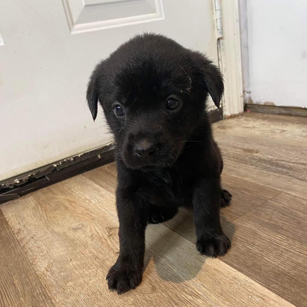 Kiwi, an adoptable Labrador Retriever in Laurel, MS, 39443 | Photo Image 3