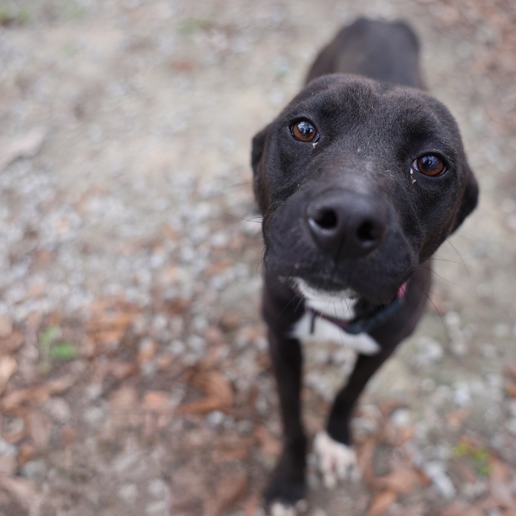 Toes, an adoptable Mixed Breed in Laurel, MS, 39443 | Photo Image 1