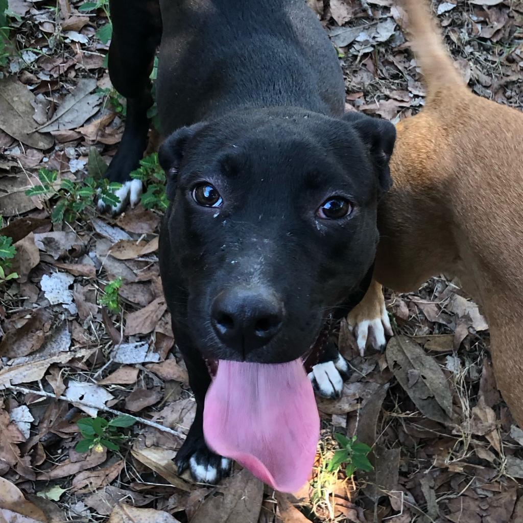 Toes, an adoptable Mixed Breed in Laurel, MS, 39443 | Photo Image 2