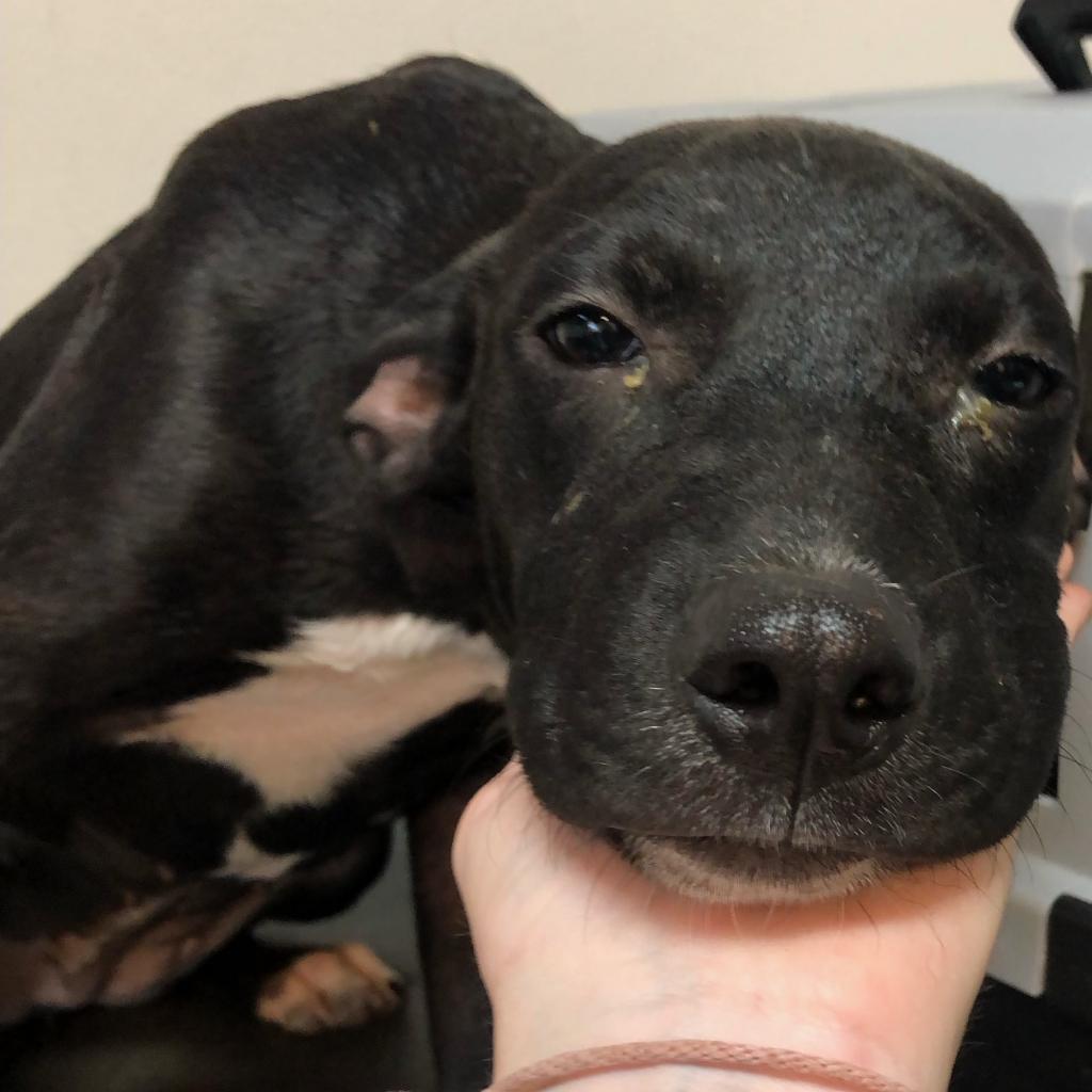 Toes, an adoptable Mixed Breed in Laurel, MS, 39443 | Photo Image 3