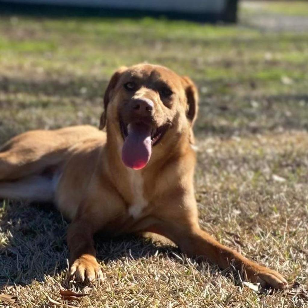 Millie, an adoptable Mixed Breed in Laurel, MS, 39443 | Photo Image 1